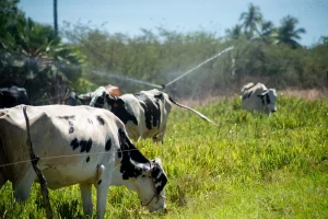 A Copa Leite Quixeramobim 2025 acontece de 27 a 29 de novembro na Via Paisagística.