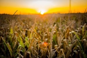 A inteligência artificial está otimizando irrigação, manejo e colheita em propriedades rurais brasileiras.