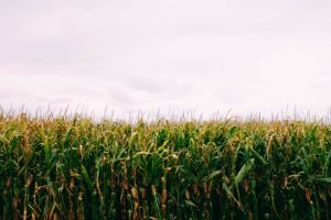 A cornfield under the cloudy sky - great for a background