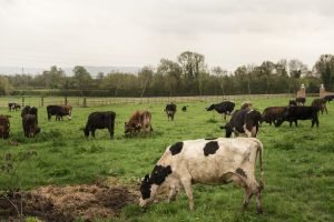 Mato Grosso Apresenta a Maior Redução Anual no Rebanho Bovino