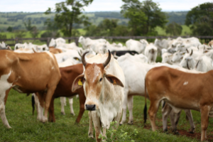 Gado em um sistema de criação sustentável baseado no método Cowsignals.
