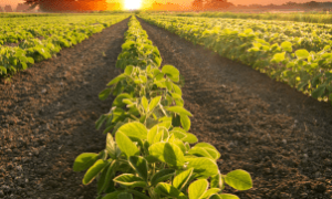 Estufas implantadas no interior do Ceará garantem mais produtividade e menos agrotóxicos