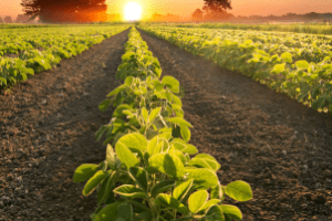 Estufas modernas instaladas no Ceará para fortalecer a agricultura familiar
