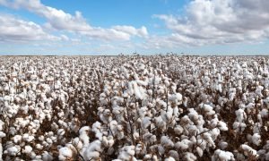 Ceará planeja cultivar 10 mil hectares de algodão com suporte da Faec e Embrapa