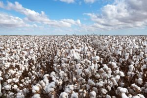 Ceará planeja cultivar 10 mil hectares de algodão com suporte da Faec e Embrapa