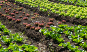 Pequenos negócios enfrentam desafios com inflação e juros altos, exigindo planejamento financeiro eficiente.