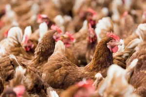 carne de frango embalada sendo preparada para exportação em frigorífico brasileiro