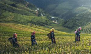 Imigrantes colhem alface em campo agrícola em Yuma, Arizona