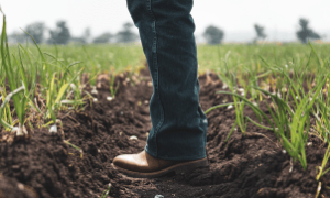 Produtores e executivos analisam caminhos para superar desafios do agronegócio em 2025