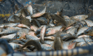  Piscicultores enfrentam problemas de infraestrutura no escoamento do pescado.