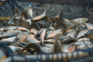 Piscicultor do Maranhão transportando peixe em estrada precária.