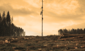 Vista aérea mostra floresta preservada após políticas de combate ao desmatamento no Brasil