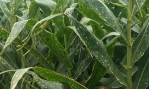 Ferrugem comum se manifesta por pústulas alaranjadas que se espalham rapidamente