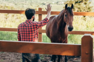 Cavalo sendo treinado com técnicas de doma racional.