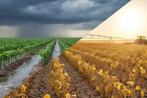 El Niño com 80% de probabilidade a partir de agosto redefine o planejamento da safra 2026/27 no Sul, Cerrado e Nordeste