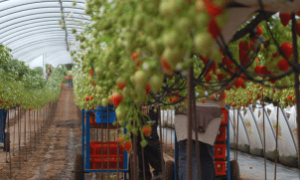 O agronegócio brasileiro gerou 28,5 milhões de empregos no 1º trimestre de 2025