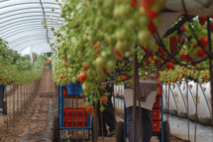 Empregados colhendo e processando produtos do agronegócio brasileiro