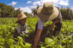O Que Realmente Tira o Sono do Produtor Rural da Classe Média
