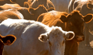 Instalações de gado no México refletem a importância da exportação carne Brasil.