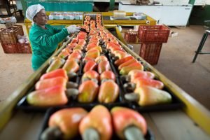 Palestra apresenta oportunidades e desafios para o caju brasileiro no mercado internacional durante a PEC Nordeste 2025