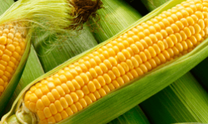 Exportação de milho do Brasil cresce com safra recorde e demanda externa