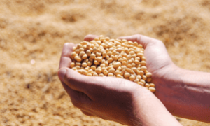 Porto no Brasil durante carregamento de soja destinada à exportação em junho de 2025