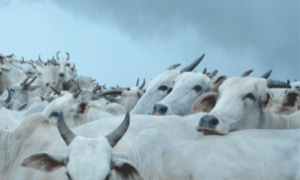 Brasil obtém aprovação para exportar sêmen bovino para Nigéria.