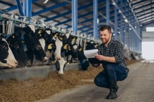 Farmer at the cowshed looking after the cows