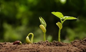 Bacteriana Inoculação Potencializa o Cultivo de Feijão