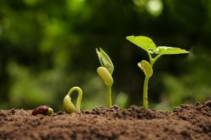 Bacteriana Inoculação Potencializa o Cultivo de Feijão