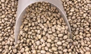 Impasse nas Negociações do Feijão-Carioca Ameaça Fornecimento e Preços