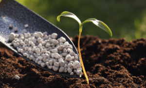 Lote de fertilizante iraniano legalizado prestes a embarcar para o Brasil