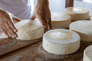 Produtores artesanais do Ceará no Festival Nacional de Queijos 2025