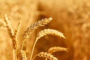 Wheat field with spikelets close up, background with wheat spikelets