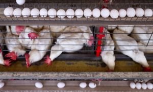 Granja de galinhas no Rio Grande do Sul após suspensão por gripe aviária