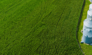 Fazenda com ILPF no Mato Grosso