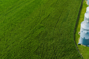 Fazenda brasileira com árvores, gado e cultivos