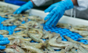 Representantes da SDE e do setor discutem medidas para impulsionar a carcinicultura no Ceará