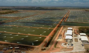 Camarão cearense pronto para a Europa, mas barreira sanitária ainda bloqueia exportações