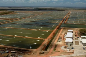 Camarão cearense pronto para a Europa, mas barreira sanitária ainda bloqueia exportações