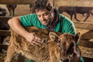Profissional realiza diagnóstico reprodutivo e acompanhamento sanitário do rebanho no sertão cearense.