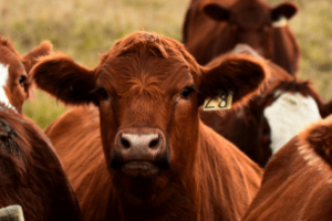 Vacas em campo aberto na França, região afetada pela doença da pele nodular