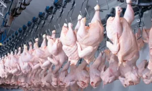 Primeiro frango brasileiro pelo Mercosul-UE gera alerta sanitário na Grécia