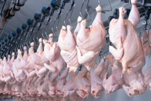 Primeiro frango brasileiro pelo Mercosul-UE gera alerta sanitário na Grécia