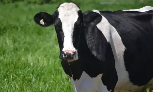 Avanço do Sistema de Produção no Ceará: O Crescimento do Compost Barn no Estado