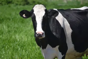 Avanço do Sistema de Produção no Ceará: O Crescimento do Compost Barn no Estado