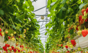ExpoFruit em Mossoró é vitrine da fruticultura tropical brasileira