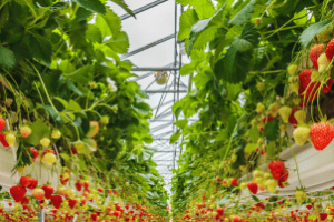 ExpoFruit reforça protagonismo da fruticultura no Brasil
