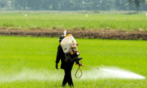 Fungicidas devem ser aplicados com técnica e estratégia