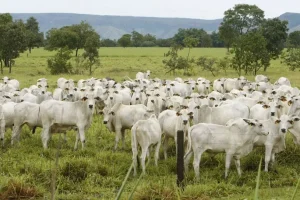Carne bovina brasileira deve ultrapassar os EUA em 2025, impulsionada por oferta maior e forte desempenho exportador.